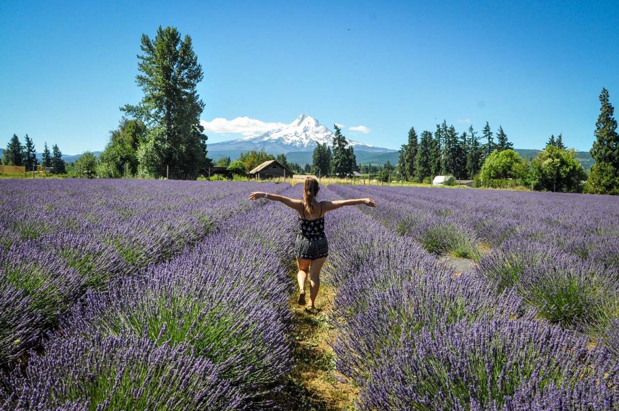 Wild Lavender Fields