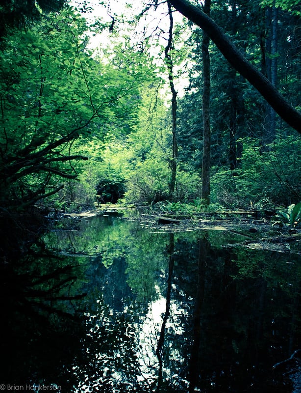 Hiking around Beaver Lake Park Best Hikes in Washington State