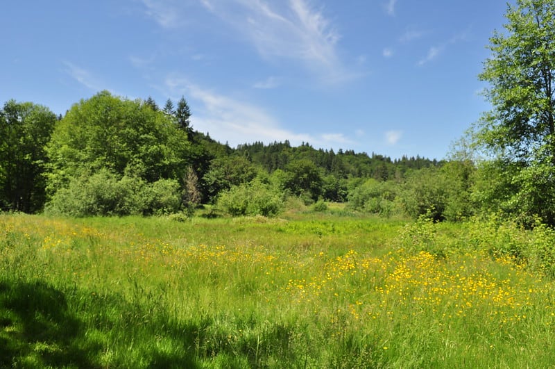 Hiking around Evans Creek Preserve Best Hikes in Washington State