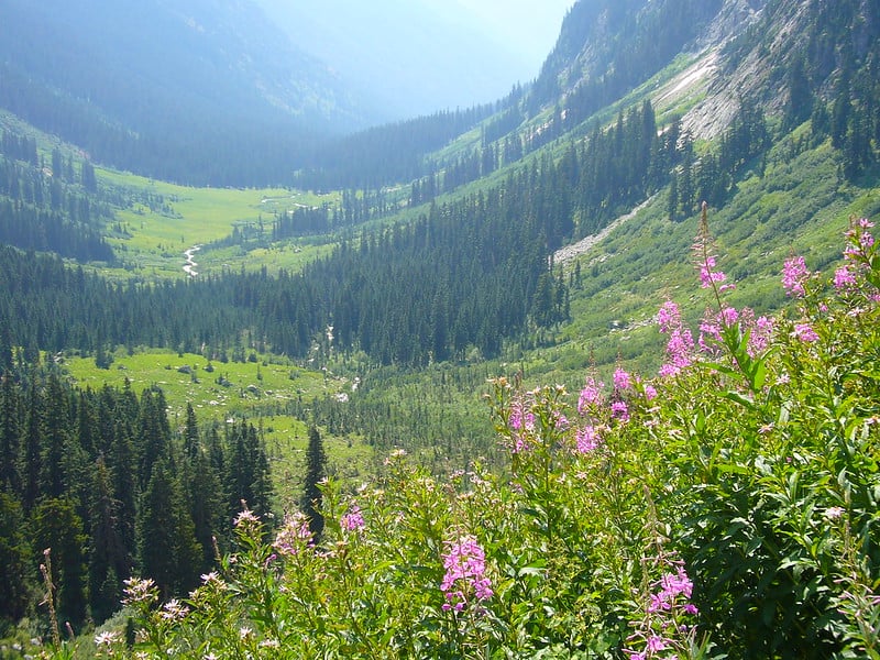 Hiking around Spider Meadow Trail Best Hikes in Washington State