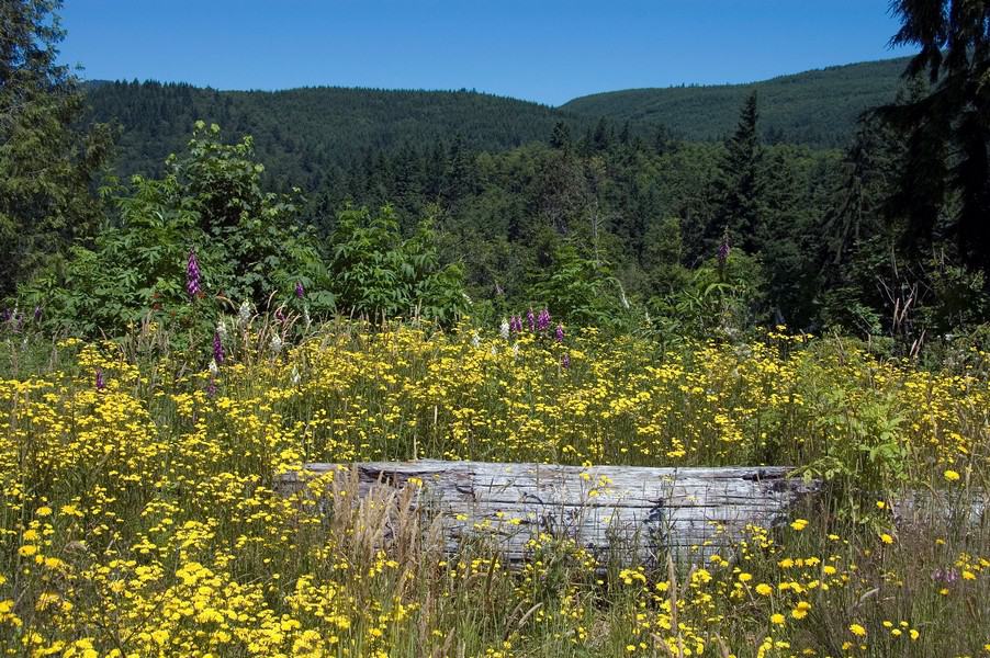 Hiking around Taylor Mountain Loop Best Hikes in Washington State