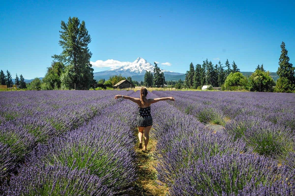 Mount Hood Lavender Fields