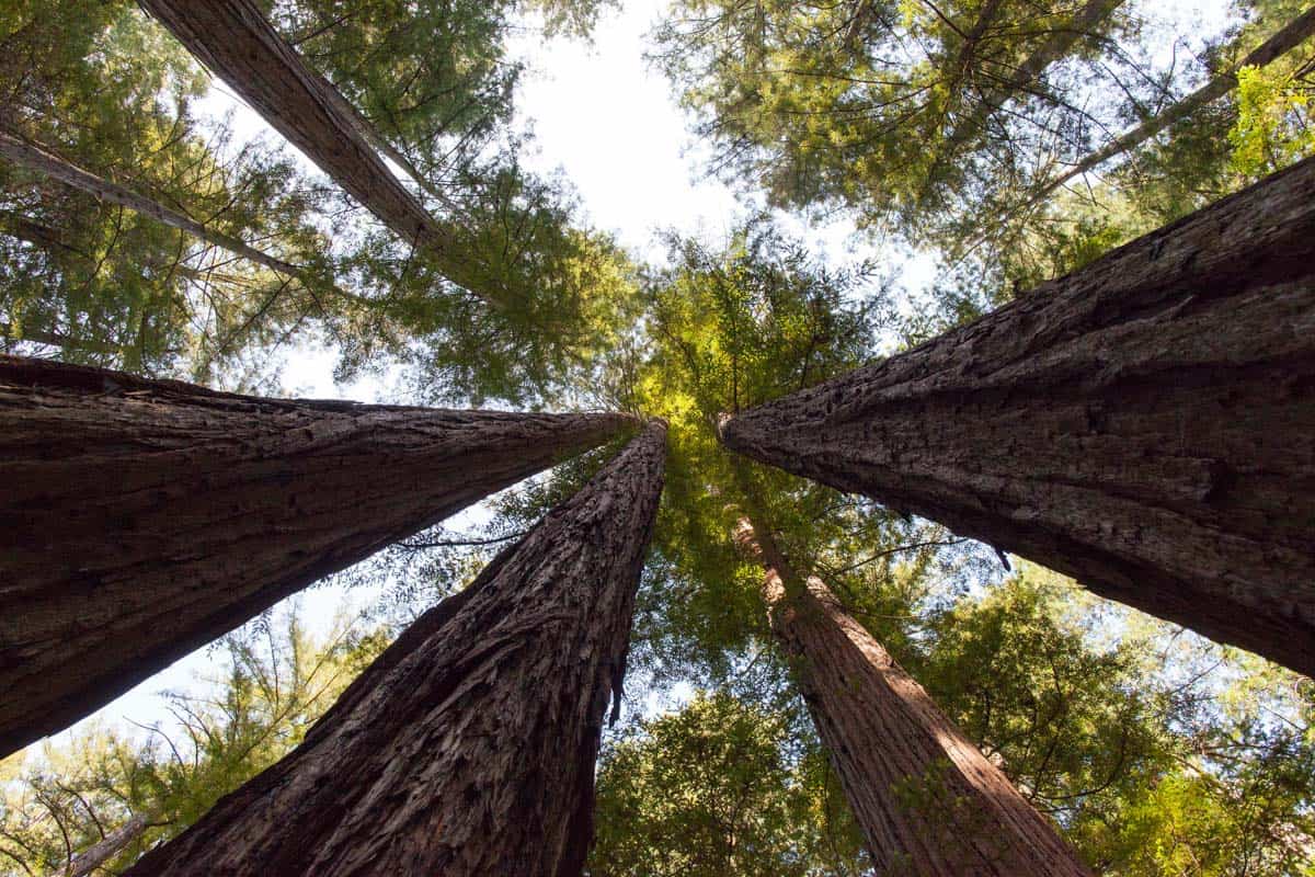 Redwoods National Park