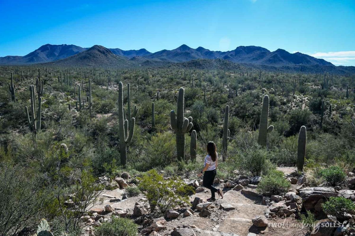 Saguaro National Park