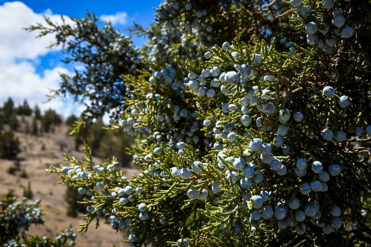 Painted Hills Oregon | Juniper on Leaf Hill Trail