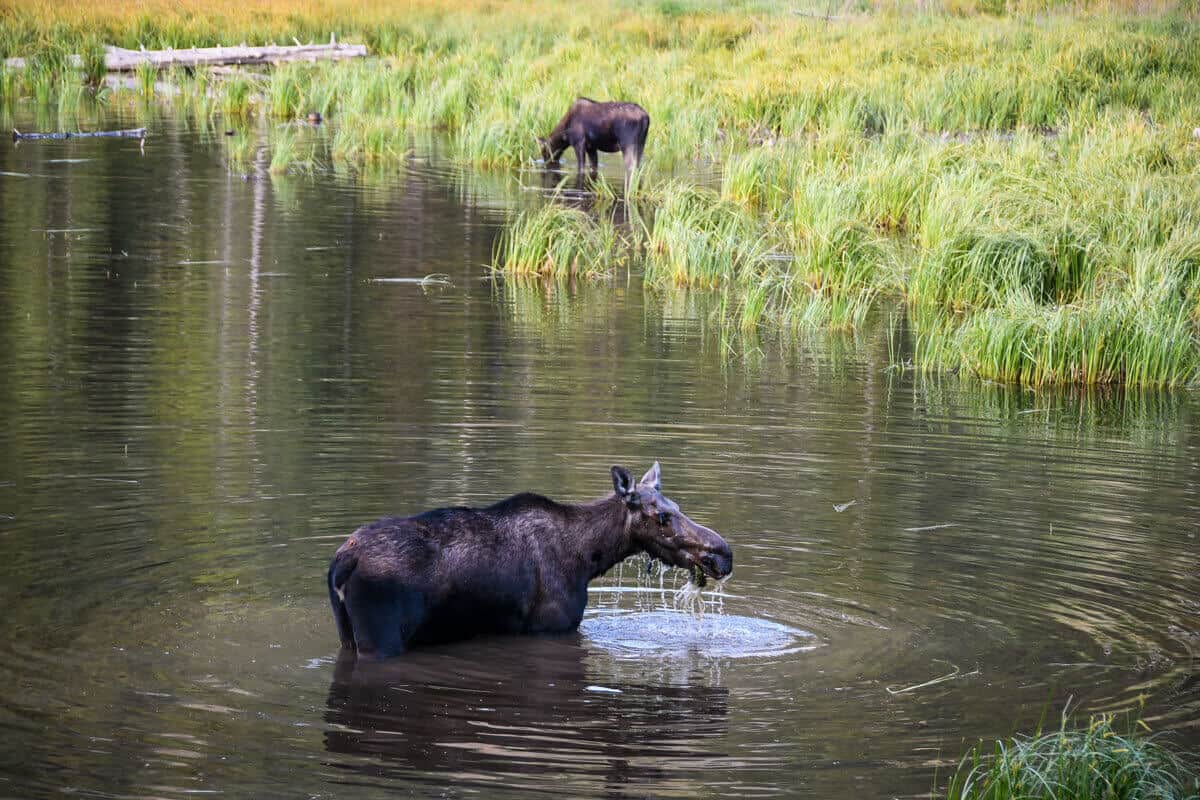 Grand Teton Hikes | Moose Ponds Loop