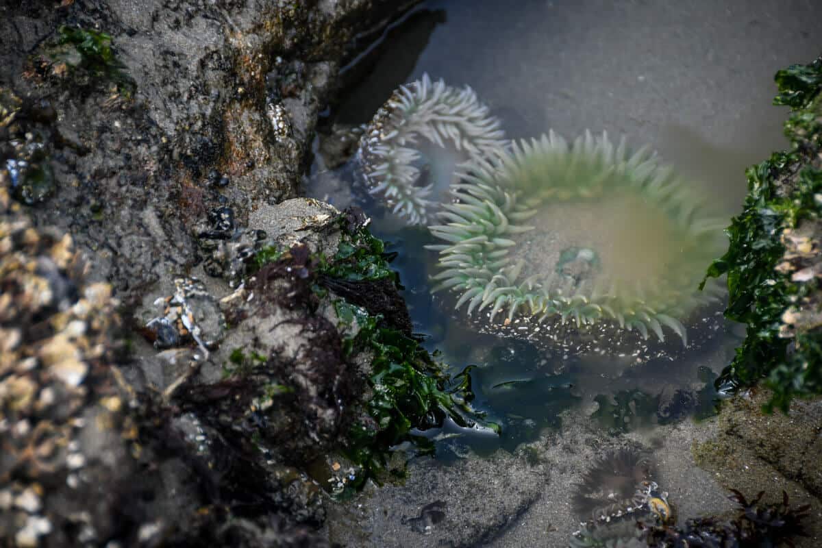 Tidepools in Yachats Oregon