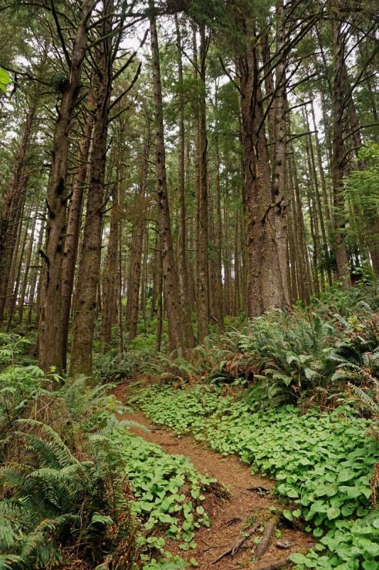 Ya'Xaik Trail Yachats, Oregon