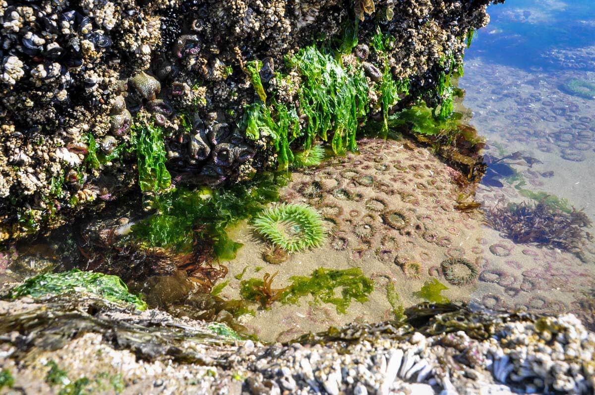 Tidepools at Cannon Beach