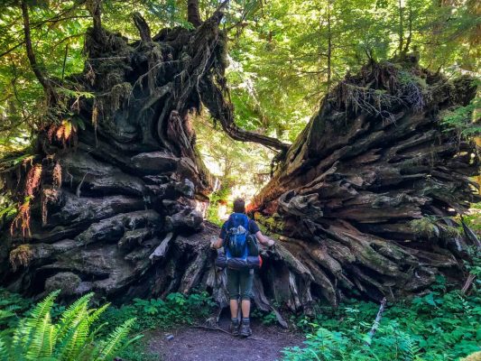 Enchanted Valley Trail Guide: One of the best hikes in the Olympic ...