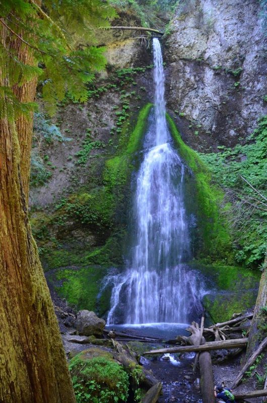 Hikes in Olympic National Park | Marymere Falls