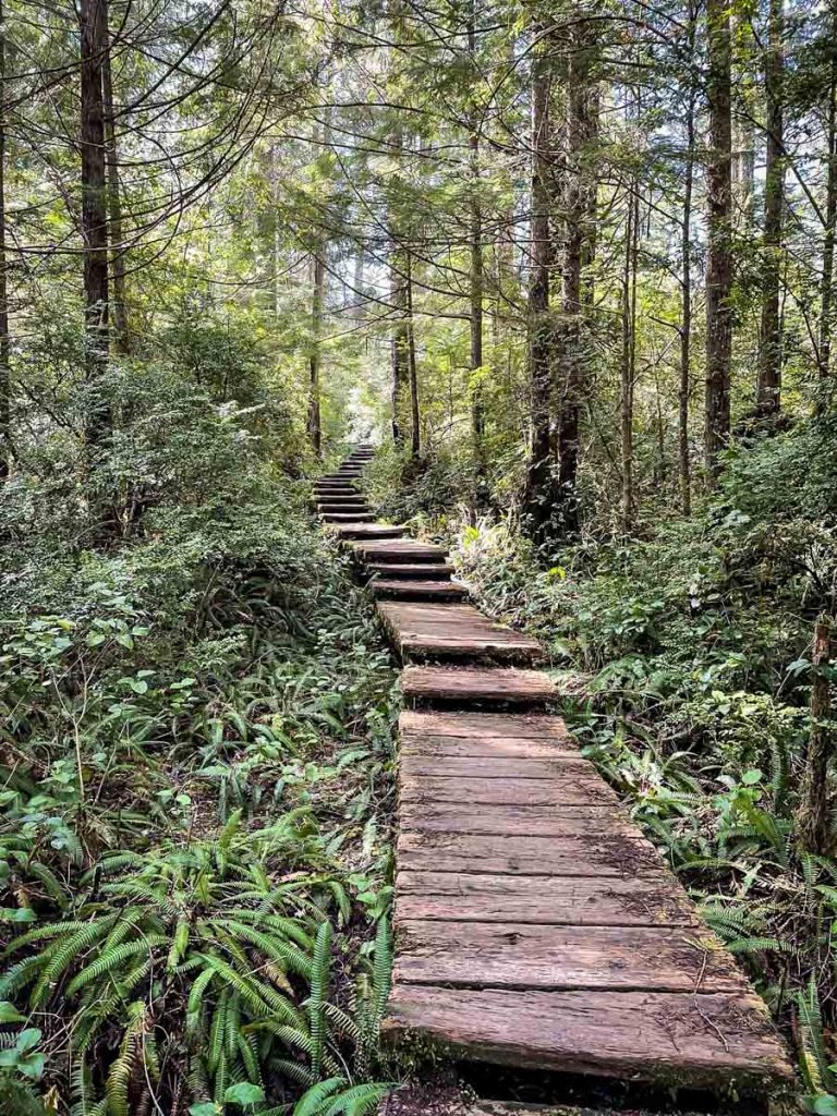 20 Best Hikes In Olympic National Park - Go Wander Wild