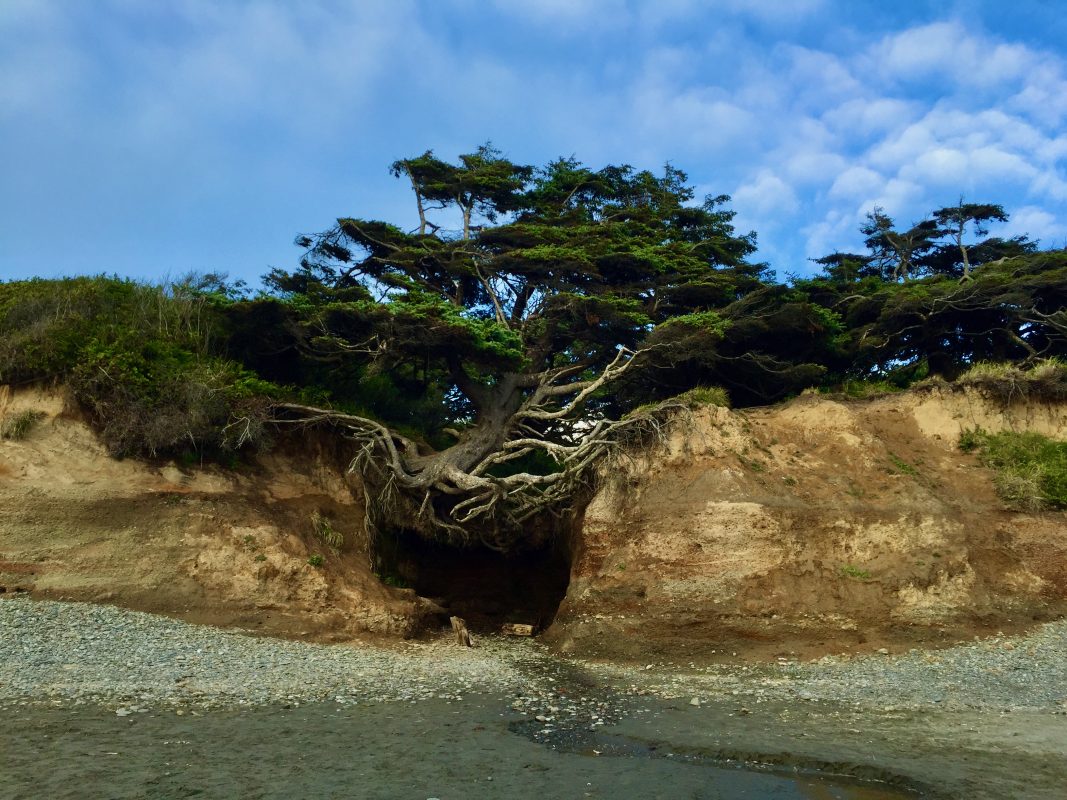 Tree of Life, photo by Trip Scholars