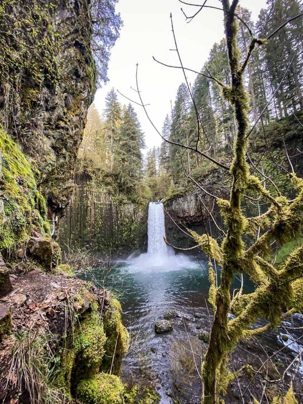 Abiqua Falls Trail (Amanda Seanor)