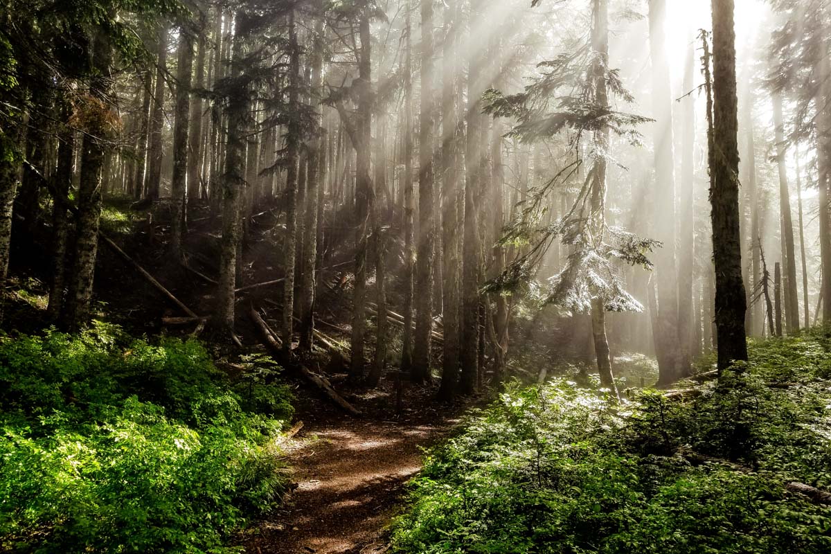 Portland Hiking | Dale Nibbe via Unsplash