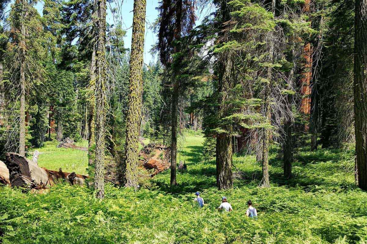 Sequoia National Park California