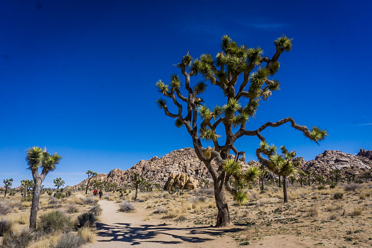 Joshua Tree National Park California