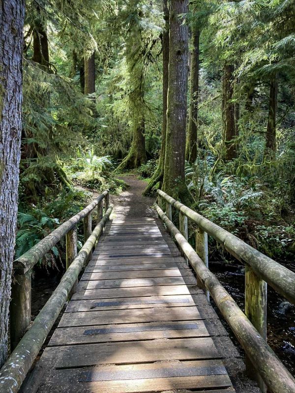 Giant Spruce Trail (Holly Karstens)