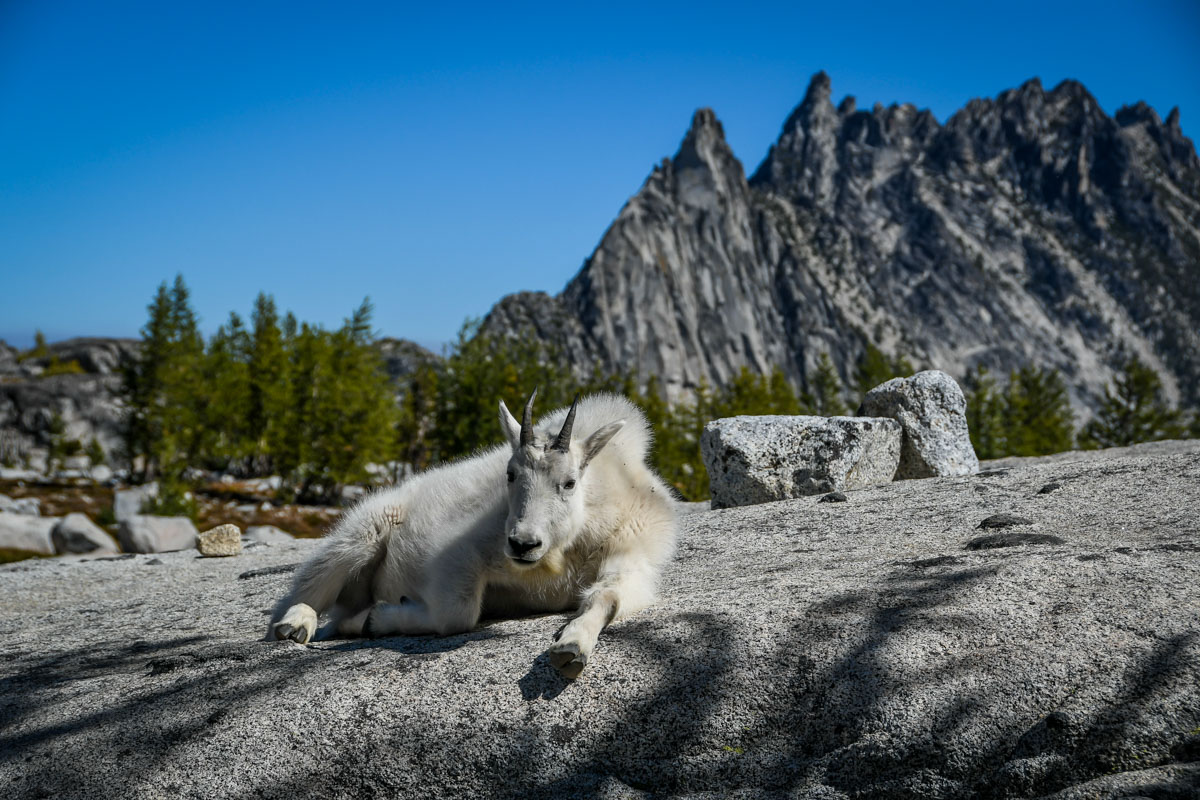 Wildlife in the Enchantments
