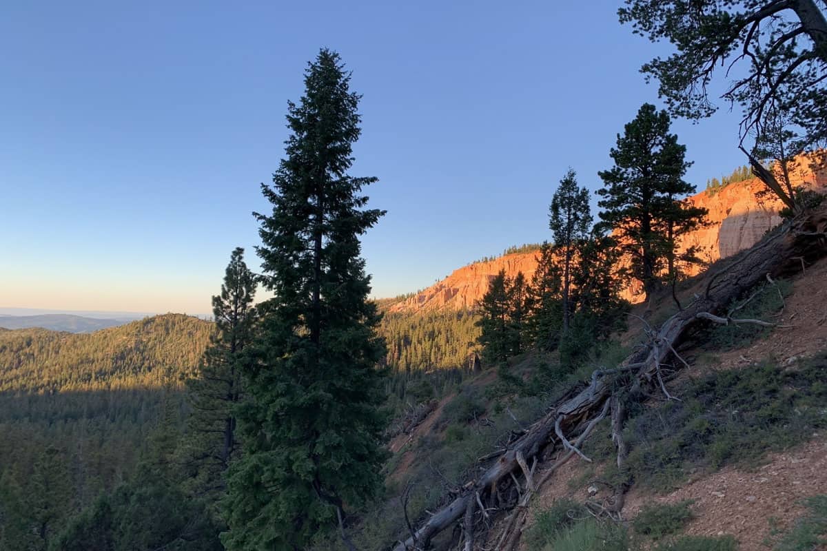 Riggs Spring Loop (Ashton Barger)
