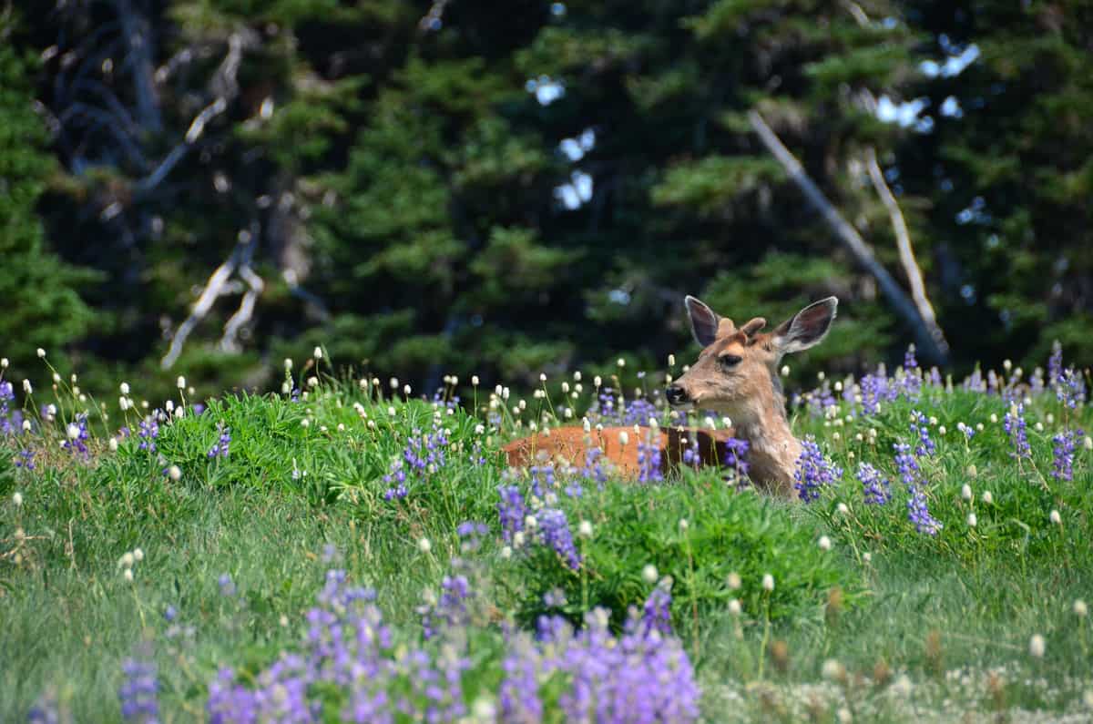 deer wildlife