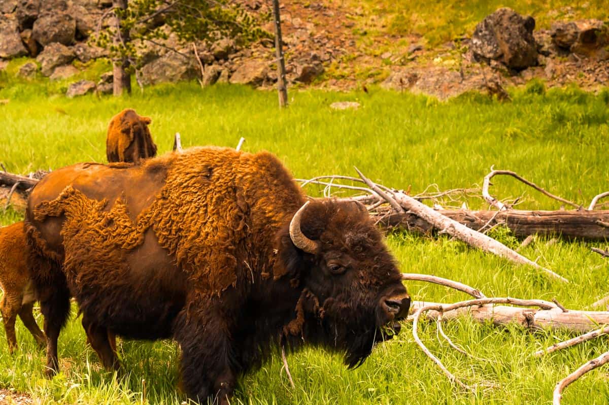 buffalo in Yellowstone National Park