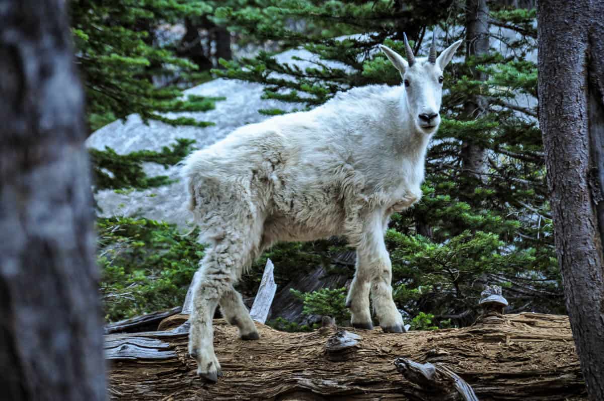 Colchuck Lake hike mountain goat
