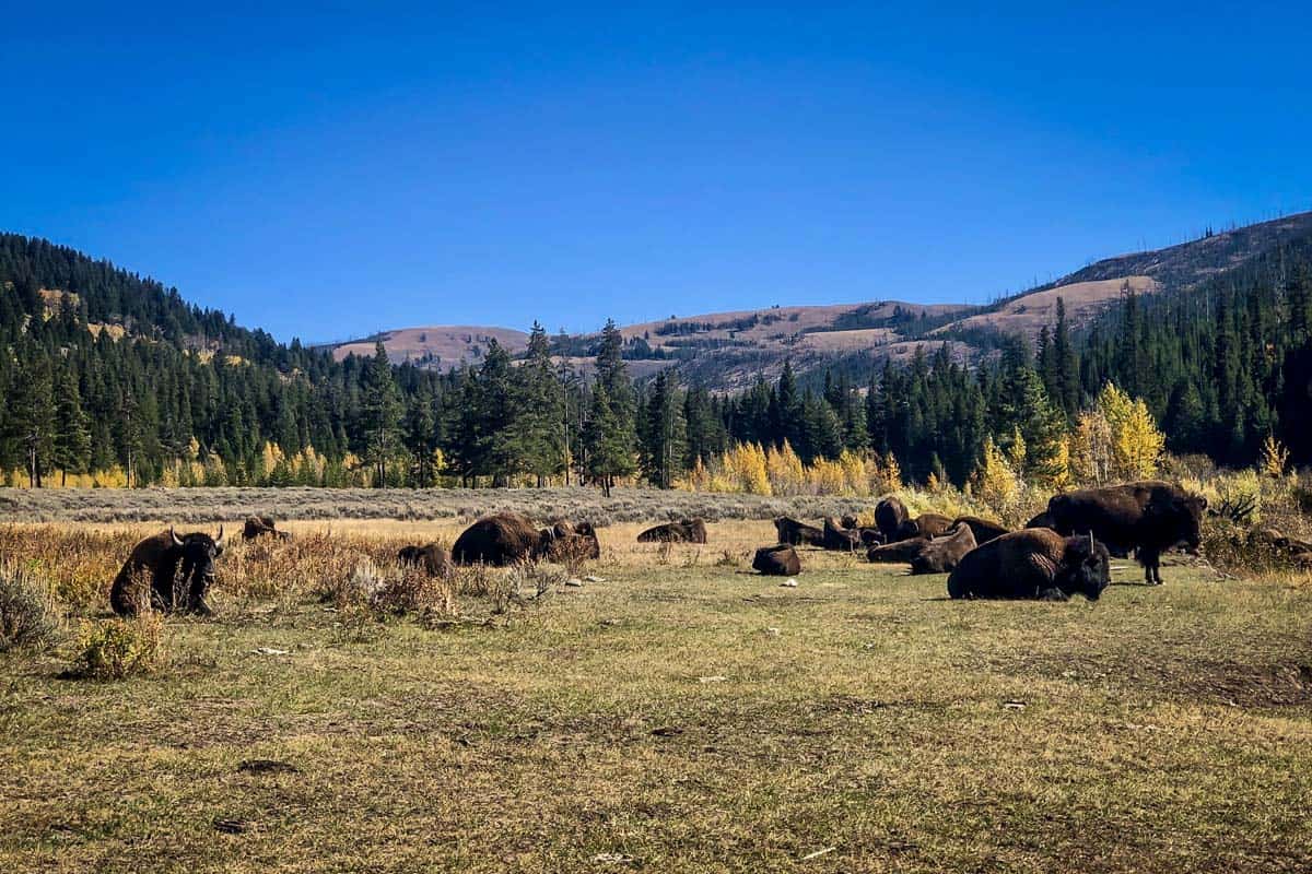 Lamar Valley Trail (Andrew Rollwitz)