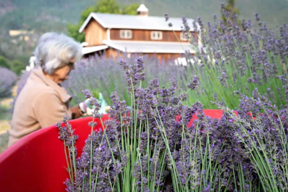 Applegate River Lavender Farm Oregon (website)