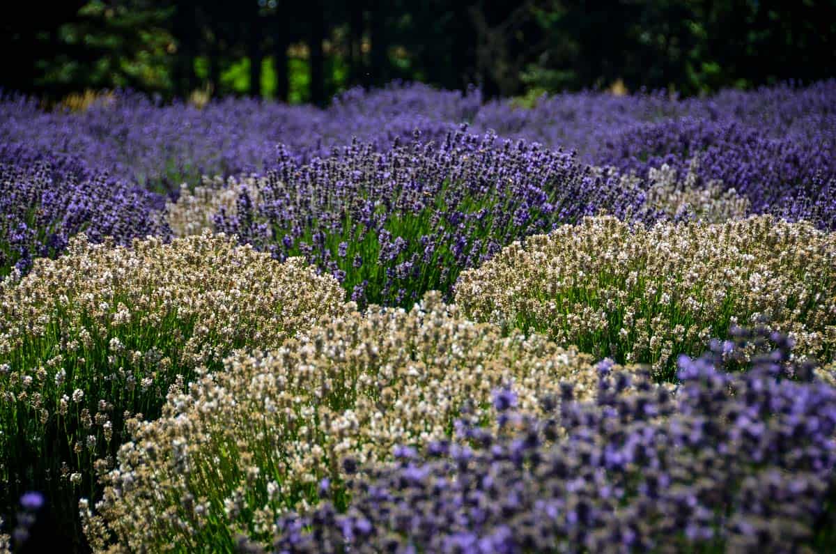 Oregon lavender farms