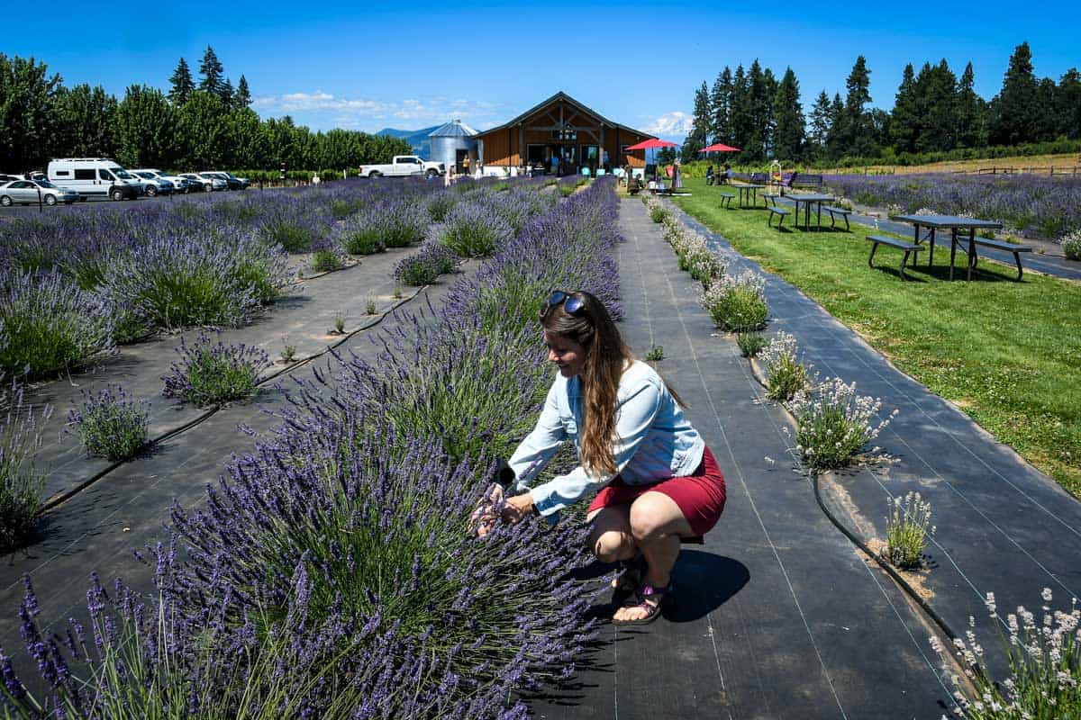 Oregon lavender farms