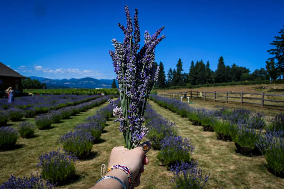 Oregon lavender farms