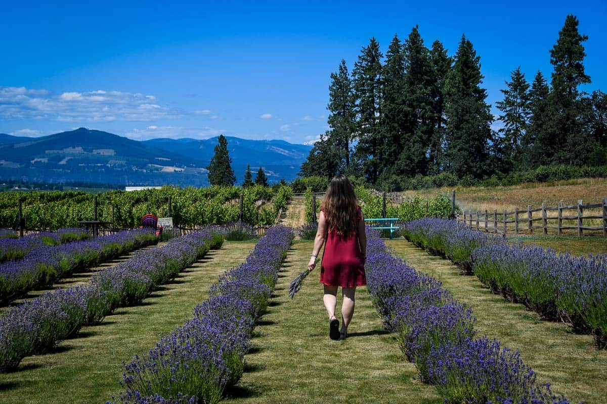 Hood River Oregon Lavender Farms