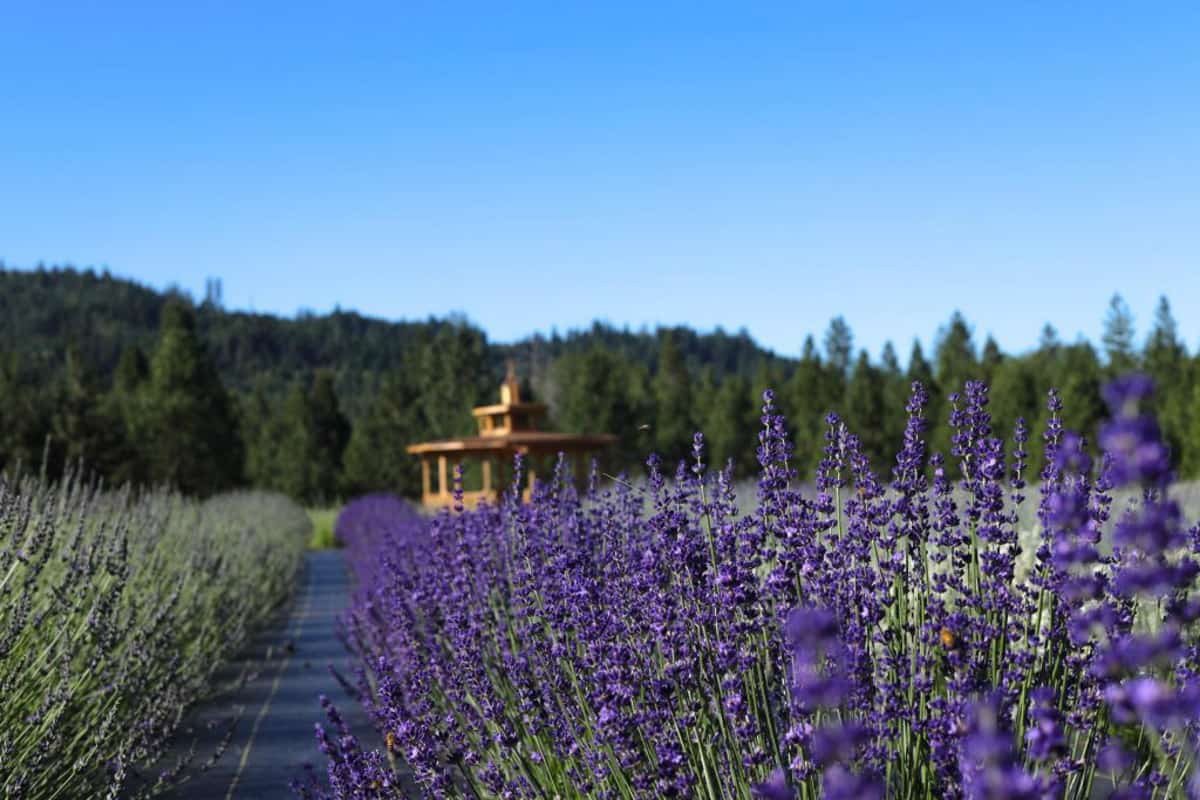 Lavender Ally Farms Oregon (website)
