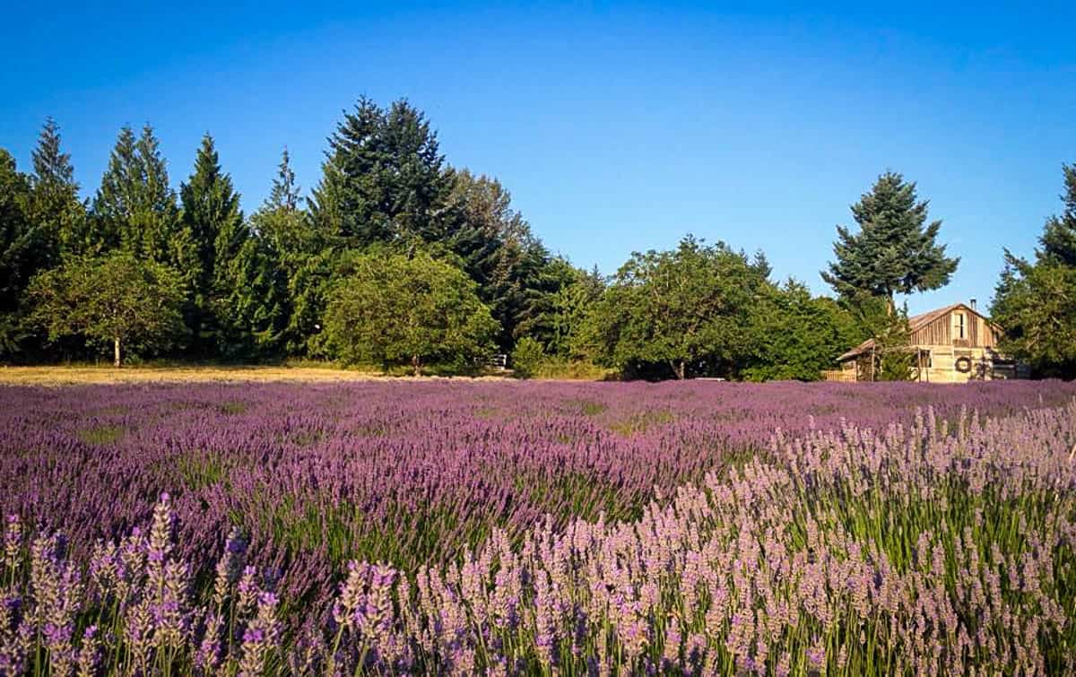 Mountainside Oregon lavender farms