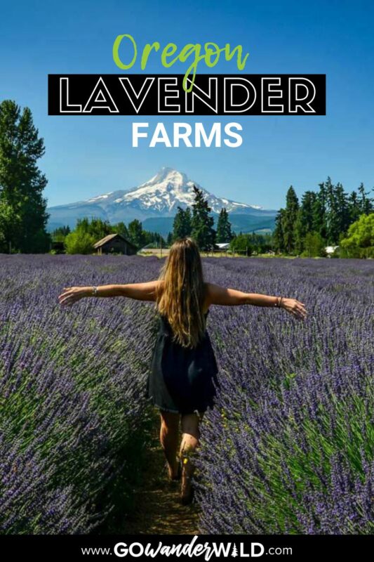 Oregon Lavender Farms | Go Wander Wild