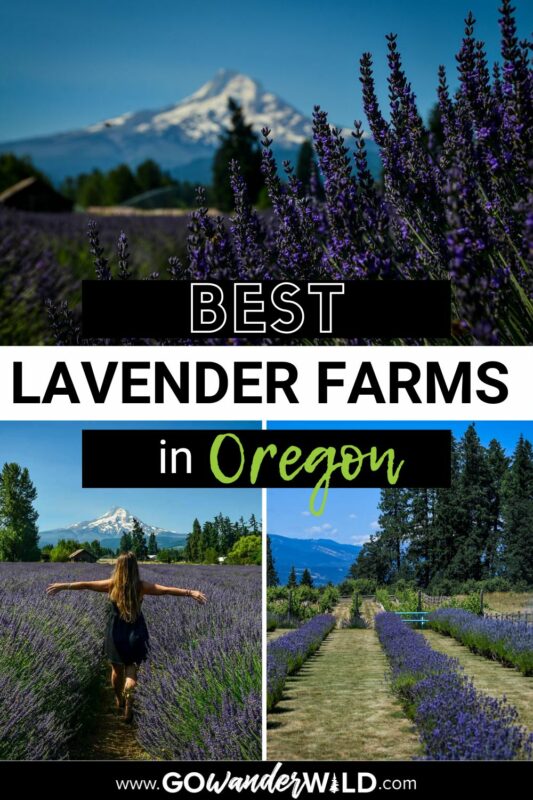 Oregon Lavender Farms | Go Wander Wild