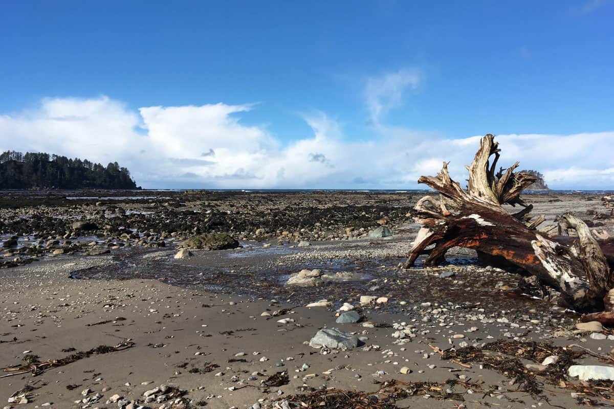 Sand Point Ozette Triangle Hike (Wil Holder)
