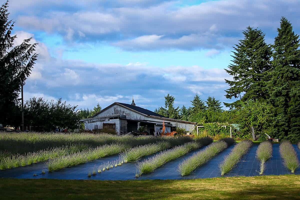 Wayward Winds Lavender farm Oregon (website)