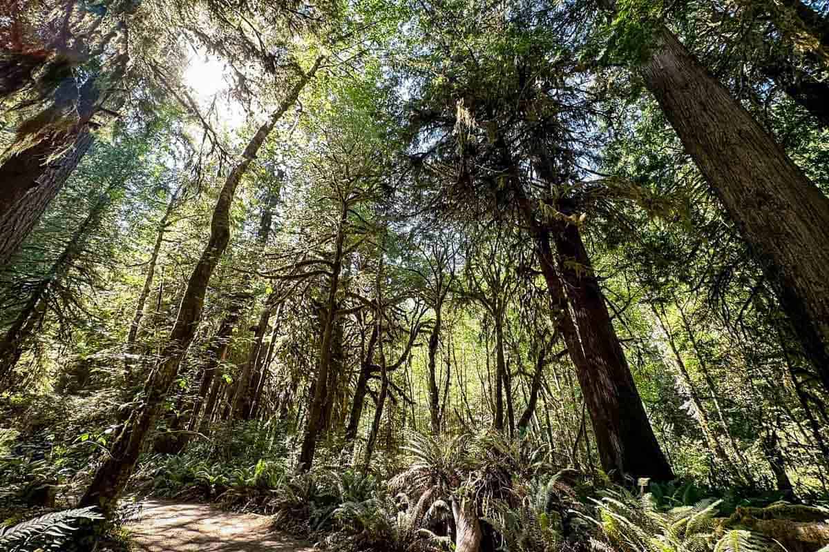 Marymere Falls Trail (Caitly Douglas)