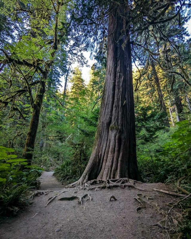 Marymere Falls Trail (Jenny Zhang) 2