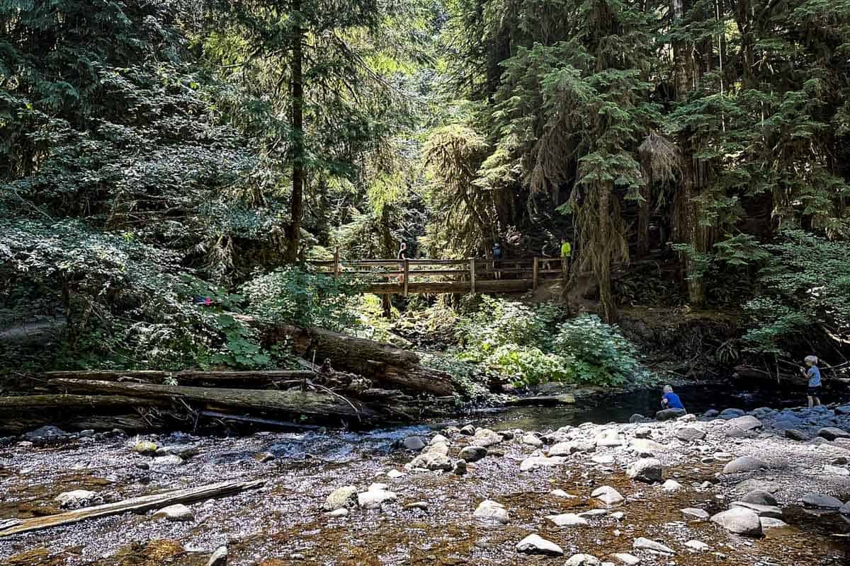 Bridge Over A Stream Along The Marymere Falls Trail In Olympic N