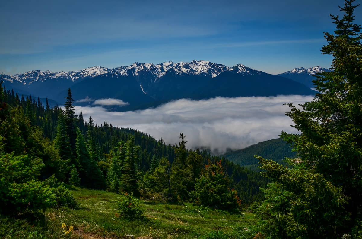 Hurricane Ridge Olympic National Park