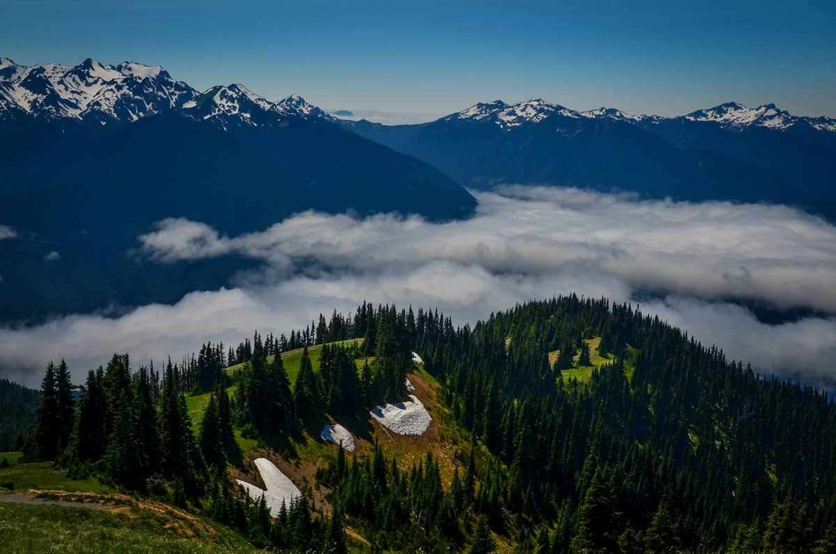 Hurricane Ridge Olympic National Park