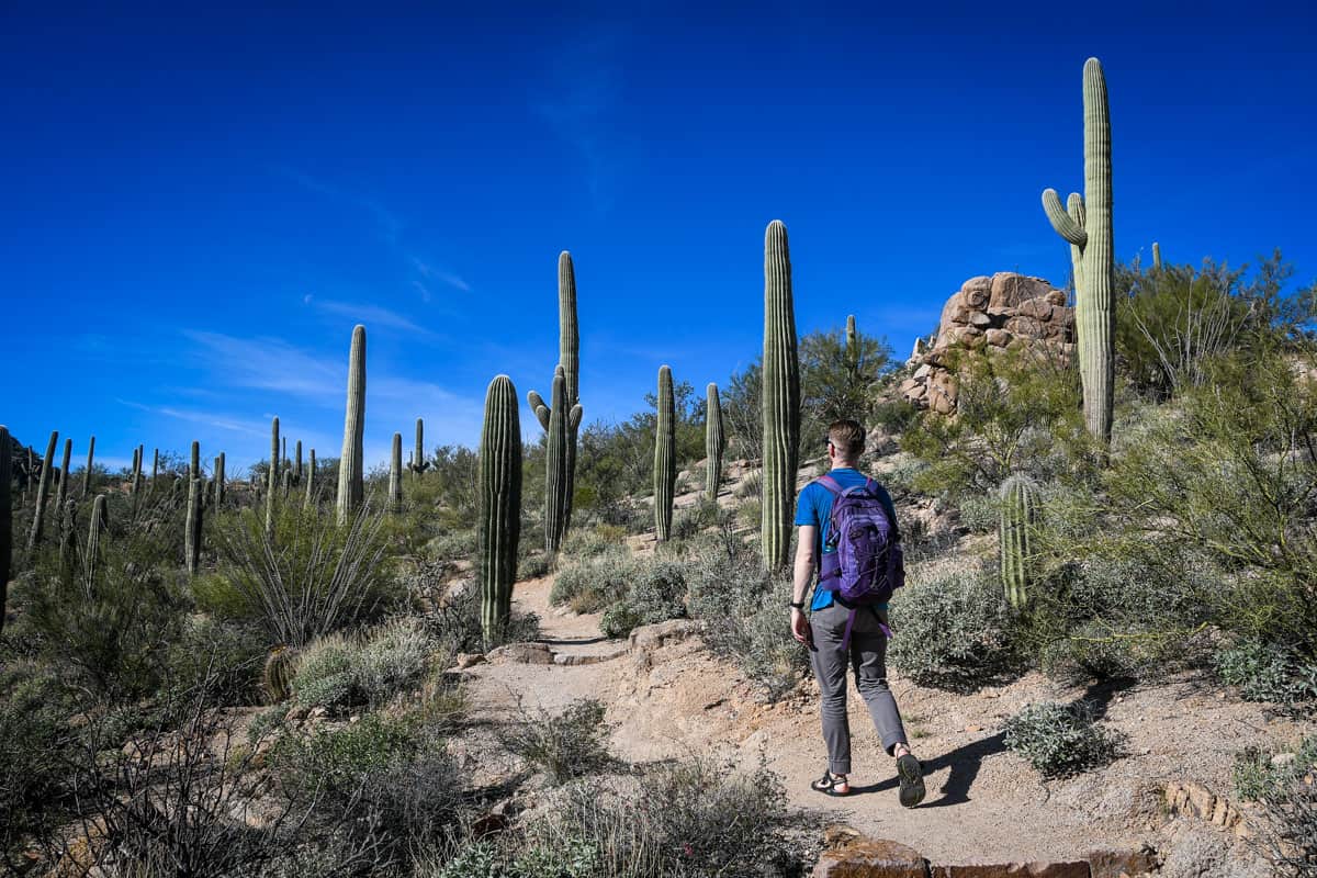 Sagauro National Park Arizona