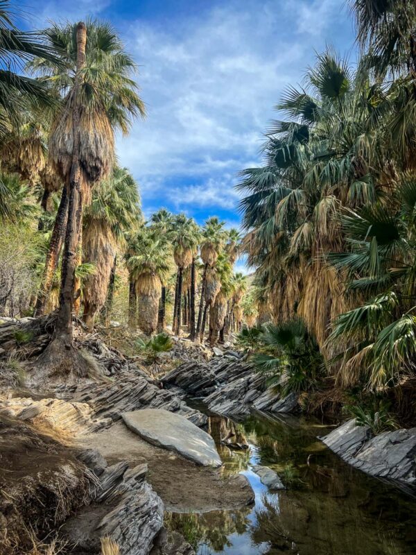 Indian Canyons: Palm Springs Hiking Guide - Go Wander Wild