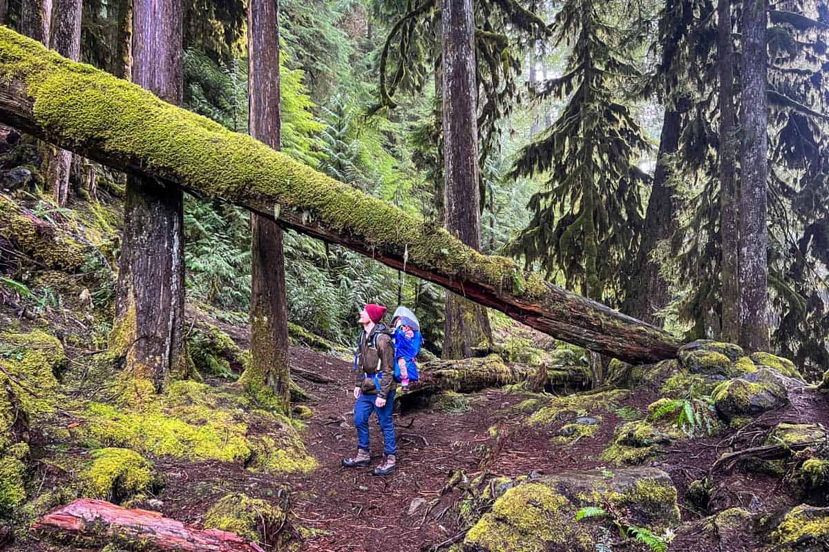 Sahalie And Koosah Falls: Oregon Trail Guide - Go Wander Wild