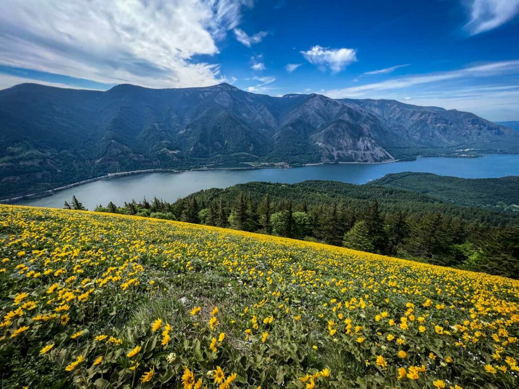 Dog Mountain trail Washington