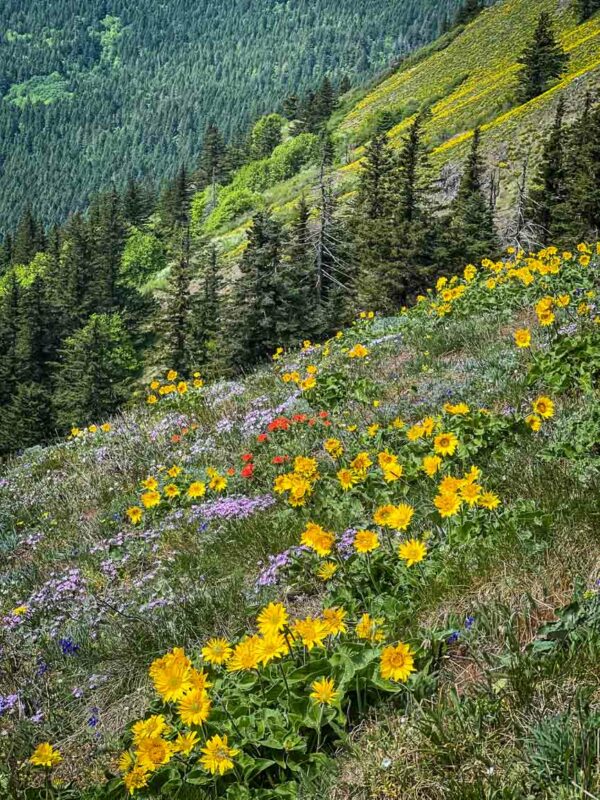Dog Mountain trail Washington