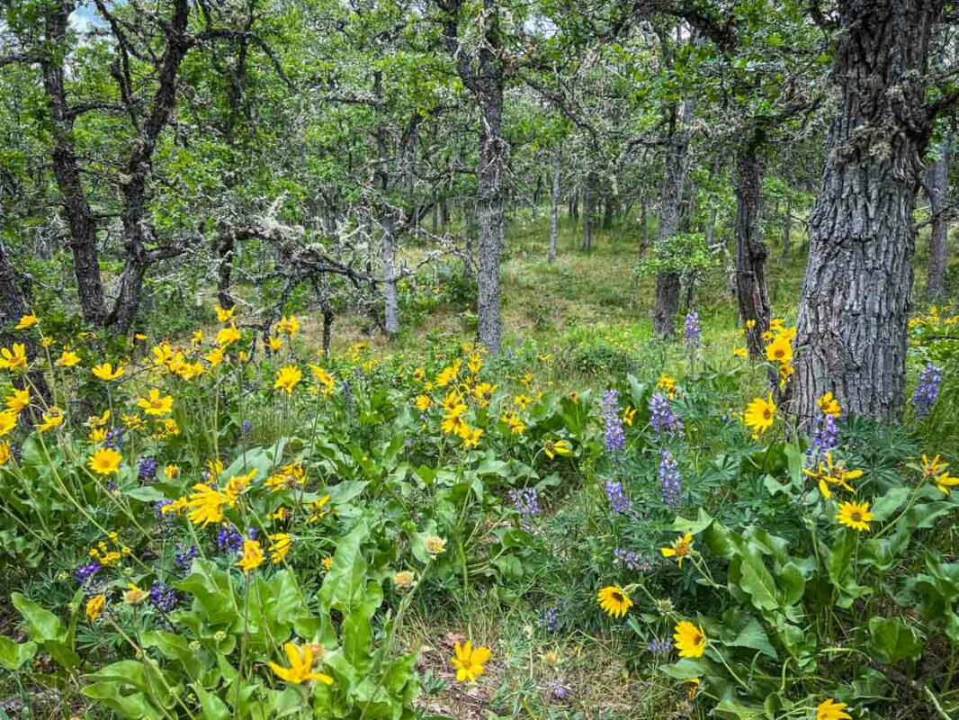 Wildflowers on rthe Memaloose Hills hike